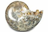 Polished Ammonite (Phylloceras) Fossil - Madagascar #283490-1